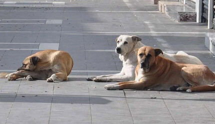 Köpek terörü zıvanadan çıktı! - gundem