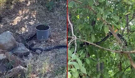 Köyde yılan paniği: Uzunluğu insan boyunu aşıyor - gundem