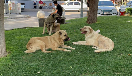 Şanlıurfa'da kuduz alarmı! Bir kişi hastaneye kaldırıldı, karantina başladı - gundem