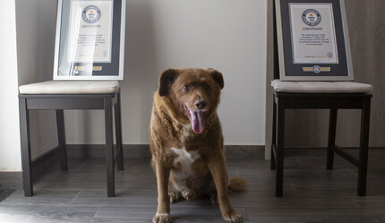 Dünyanın en yaşlı köpeğinin sahibi anlattı: Bobi'nin uzun yaşamının sırrı belli oldu - dunya