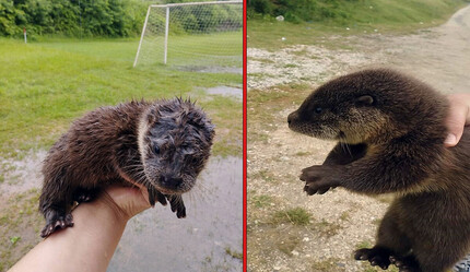 Derede su samuru buldular: “Başta çok korktuk, sonrasında çok sevdik” - gundem