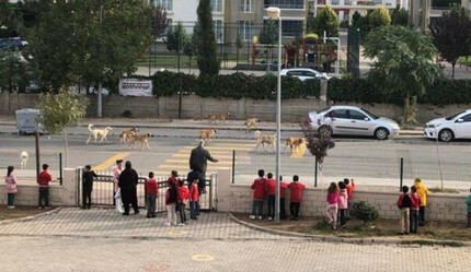 Sokak köpeği sorununu en net gösteren fotoğraf - gundem