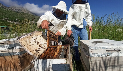 Küpe Dağının eteklerinde şifa kaynağı arı sütü üretiyor: Kilogramı 10 bin lira - gundem