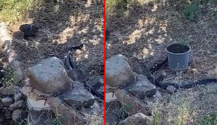 Havalar ısınınca yuvalarından çıkmaya başladılar… Uzmanlar yılan saldırılarına karşı uyardı! - gundem