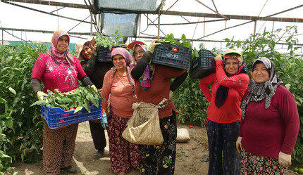 Bu köyde işsizlik derdi yok! Kadın-erkek hem üretiyor, hem kazanıyor: Bu yıl beklenti 15 bin ton... - gundem