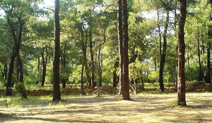 Sakarya Valiliği duyurdu: 1 Kasım’a kadar yasaklandı, uymayanlara hapis cezası - gundem