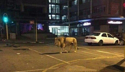 Almanya'da aslan paniği! Uyarılar peş peşe yapıldı - dunya