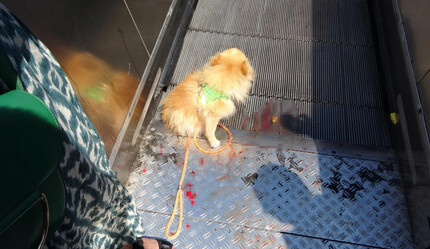Taksim'de yürüyen merdiven kazası: Minik köpek dehşeti yaşadı - gundem