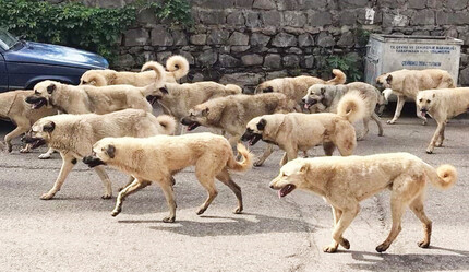 Köpek terörüne nihayet el atılıyor: Çalışma başladı, dünya örnekleri inceleniyor - gundem