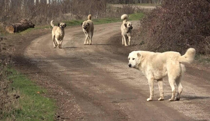 İstanbul Valiliği tepki çeken sokak köpekleri için harekete geçti! Belediyelere 'toplayın' talimatı verildi - futbol