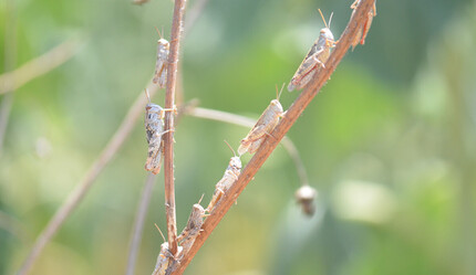 Çok büyük çekirge istilası geliyor! Tarlalar zarar görecek - yasam