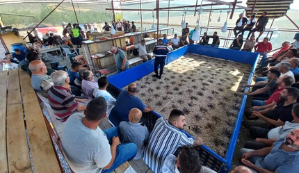 Niğde'de horoz dövüştürürken basılan 71 kişi gözaltına alındı - gundem