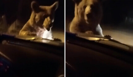 Karnı acıkan ayı aracı durdurdu, sürücü neye uğradığını şaşırdı - gundem