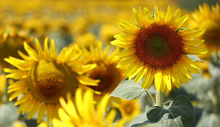 Çekirge istilasına ramak kala yapılan ilaçlama çiftçilerin yüzünü güldürdü - yasam