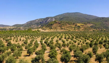 Muğla'da maden sahaları zeytin bahçesine dönüştü - gundem