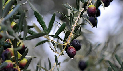 Zeytin üretimi durma noktasında! İklim krizi vurdu, fiyatlar uçtu… - ekonomi