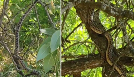 Ağaçta panik dolu anlar: 2 buçuk metrelik yılan dolandı - yasam