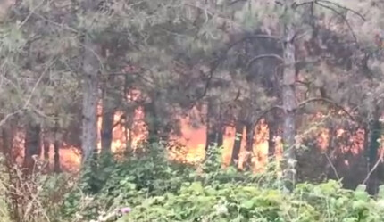 Son dakika: İstanbul Sultangazi'de orman yangını kontrol altına alındı - gundem