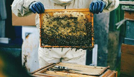 Türkiye bal üretiminde dünyada ikinci sırada! - ekonomi