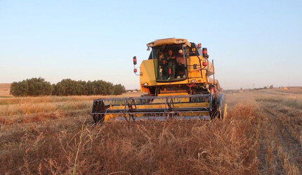 Köyde ilk kez ekildi, sonuçlara inanamadılar! Hasat yapıldı, verim beklentinin üzerinde... - ekonomi