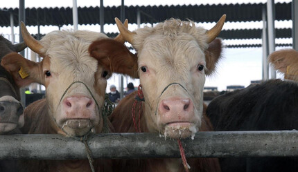 Kahramanmaraş'ta şap paniği! Kent genelinde karantina başlatıldı - gundem