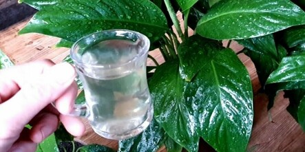 Çiçeklerin dibine yarım bardak dökmek bile yetiyor! Küsen çiçeği hemen açtırıyor - hayatin-icinden