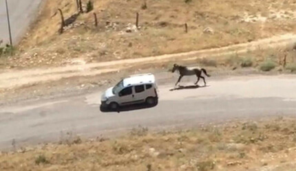 Böyle zulüm görülmedi! Sakat atı aracına bağlayıp koşturdu - gundem