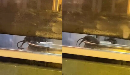 Sirkeci’deki ünlü börekçide mide bulandıran görüntü: Fare tepsilerin içinde cirit attı - haberler