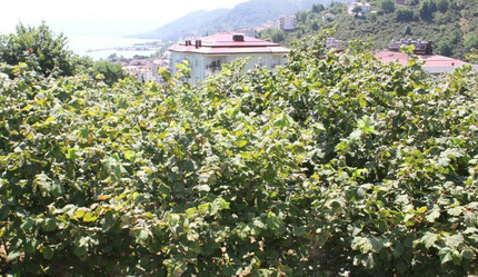 Fındık sezonu öncesi uyardılar! Üreticiler dikkatli olmalı: Bu hata 240 milyon TL zarara uğratabilir... - ekonomi