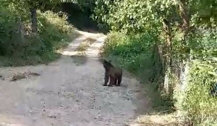 Bahçesine giren ayıyı böyle kovdu: Koca oğlan hadi evine - yasam