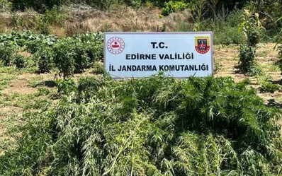 Edirne'de 12 bin kök Hint keneviri ele geçirildi - gundem