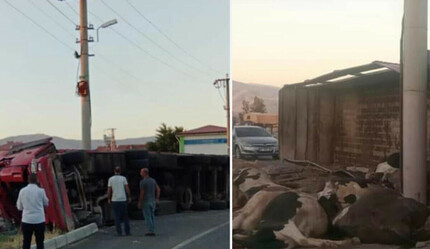 Virajı alamayan kamyon devrildi: Çok sayıda hayvan telef oldu - gundem