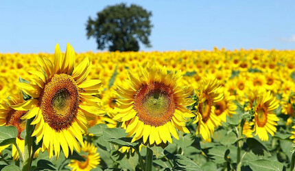 Ayçiçek'te rekolte endişesi! Aşırı sıcaklar üretimi yüzde 70 düşürecek - ekonomi