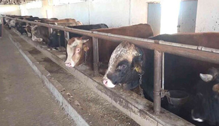 Çiftçilere müjde! Çiftçiler artık ödedikleri paranın yüzde 70'ini hibe olarak geri alabilecek - ekonomi