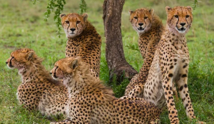 Hindistan'a getirilen Afrika çitalarından biri daha öldü! - dunya