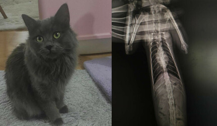 Görenler şaşkın: Kedinin midesinden bakın ne çıktı! - gundem