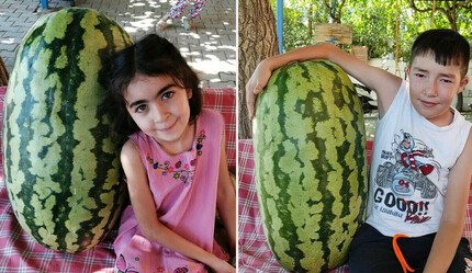 Yetiştirdiği karpuz bir çocuk büyüklüğünde - teknoloji