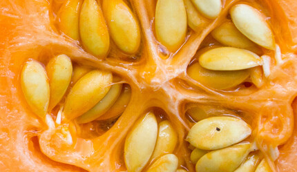 Hep çöpe atıyorduk… Meğer meyvesinden daha yararlıymış - ekonomi