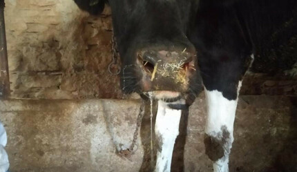 Şap hastalığı nedeniyle üç ilçede alarm!  İlçe Tarım ve Orman Müdürü duyurdu, yasak geldi - gundem