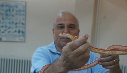 Pandemi yüzünden yılanlar arttı: Yuvasından çıkarmanın tüyosu ıslak havluda - gundem