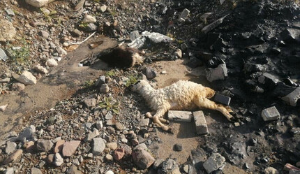 Zifte batan hayvanlar telef oldu: Çocukların da canına kast edebilir - gundem