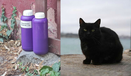 Kezzaplı caniye ceza yağdı! 20 kediyi yaralamıştı - gundem