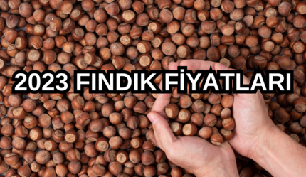 2023 FINDIK FİYATLARI | Fındık alım fiyatı ne kadar oldu? TMO fındık taban fiyatı ne kadar oldu? İl il en düşük, en yüksek fındık fiyatları - ekonomi