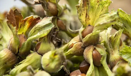 Fındık alım fiyatları üreticiyi memnun etmedi - ekonomi