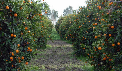 Narenciye üretiminde rekor artış bekleniyor: Hedef 1 milyar dolar - ekonomi