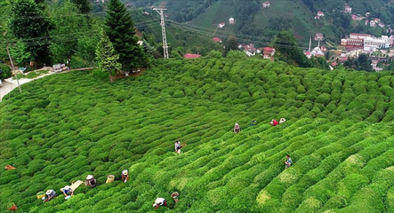 Dünya Türk çayı içiyor: Türk çayı ihracatta 7 ayda 17 milyon dolara ulaştı - ekonomi