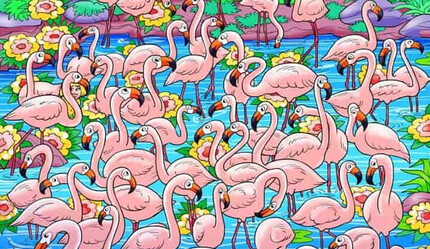 Süre: 6 saniye! Flamingoların arasındaki gizlenen kızı keskin gözlüler buluyor - hayatin-icinden