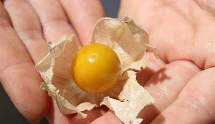 Kilosu 200 TL’den satılıyor! Günde 5 taneden fazla tüketmeyin… Bağırsakları motor gibi çalıştırıyor - ekonomi