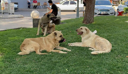 Sokak köpekleri saldırdı, kurumlara açtığı davadan tazminat kazandı - gundem