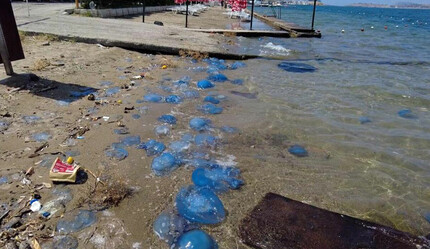 İzmir'i denizanaları sardı! Denize giren hastaneye koştu - gundem